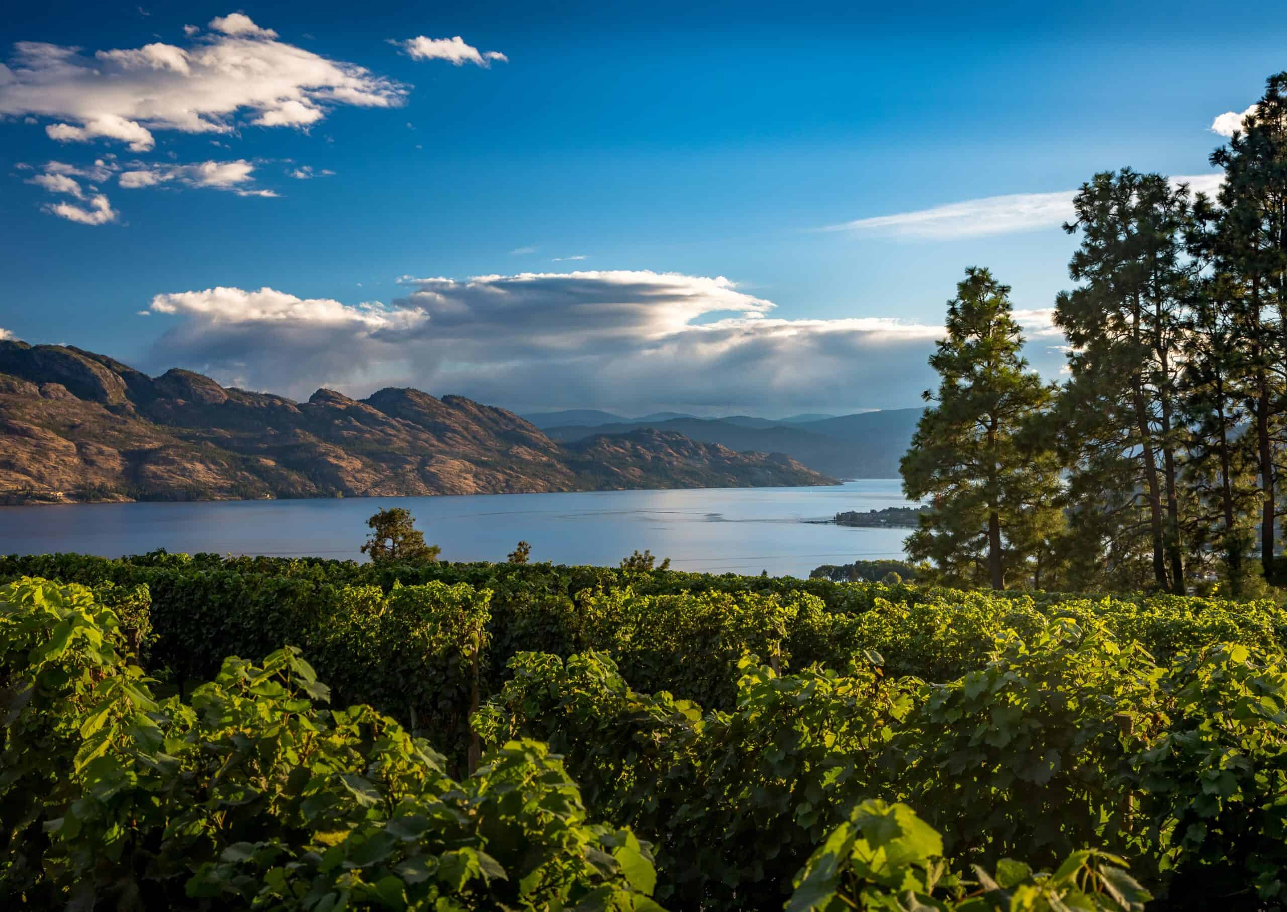 Vineyards, lake, and desert hills in the Okanagan.