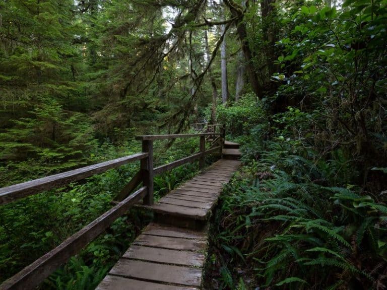 Boardwalk along a hike in Tofino.